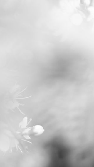 Photo en noir et blanc : image très floue, on devine quelques fleurs
