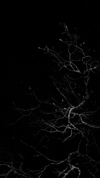 Photo en noir et blanc : un arbre nu dans la nuit, quelques branches prennent la lumière du flash